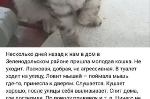 Найдена кошка, Зеленодольск, фото: Кошка найдена: Зеленодольск, Татарстан