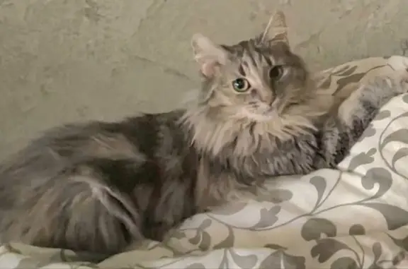 Кошки потеряшки, Балашиха, фото: Потеряшка кошка, Балашиха, Твардовского 15