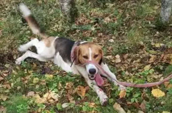 Пропала собака на ул. Железнодорожной