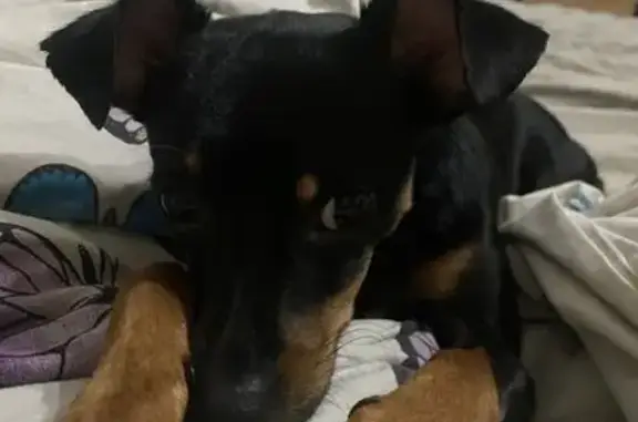 Собаки потеряшки, Свободы, фото: Потеряшка собака: Пятигорск, пр. Калинина 150