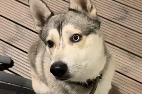 Найдена собака, Московская область, фото: Найдена собака, Юсупово, МО