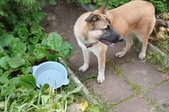 Найдена собака, Московская область, фото: Собака найдена: Московская область
