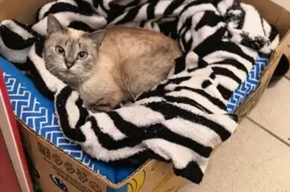 Кошка найдена на Луначарского 7/36, Тверь