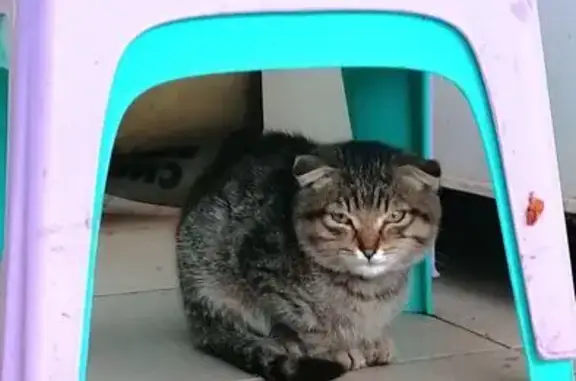 Кошка найдена: Хлевное, Липецкая обл.