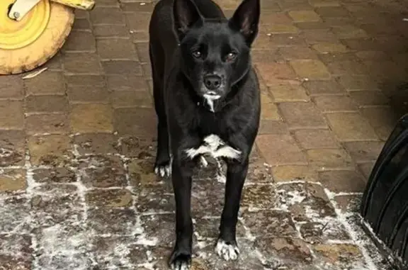 Собаки потеряшки, , фото: Потеряшка собака, Саратовская ул. 68