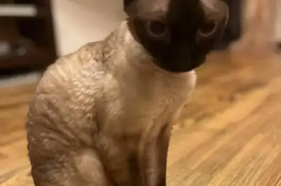 Кошки потеряшки, Московская область, фото: Потеряшка кошка в Рождествено, МО