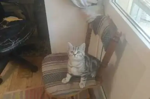 Кошки потеряшки, Москва, фото: Потеряшка кошка, Светлый проезд, 10 к4