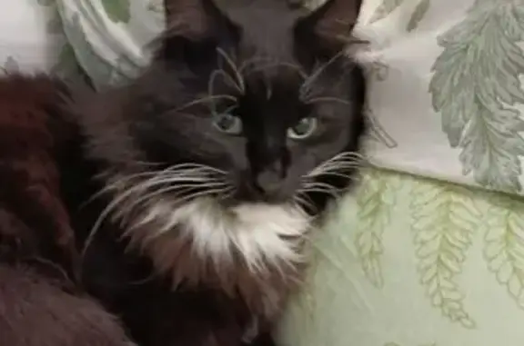 Найдена кошка, Пермь, фото: Кошка найдена: Иньвенская 15, Пермь