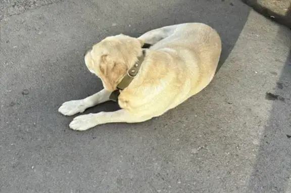 Найдена собака, Дмитриевка, фото: Золотистый лабрадор найден в Дмитриевке