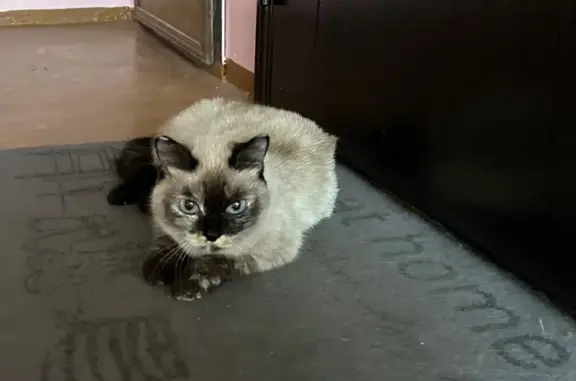 Найдена кошка, Иркутск, фото: Кошка найдена в подъезде на Трилиссера, Иркутск