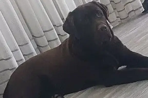 Собаки потеряшки, , фото: Потеряшка собака, Ларино, МО