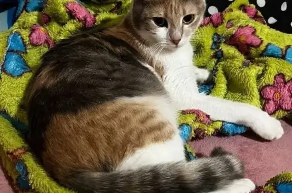 Пропала кошка, пр. Ленина 216, Онега