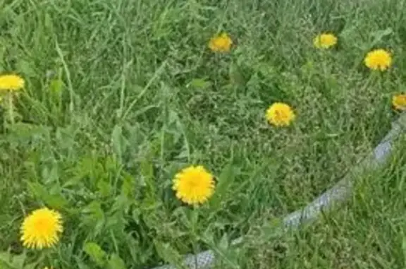 Кошки потеряшки, , фото: Потеряшка кот, ул. Макарова 5, Новоискитимск