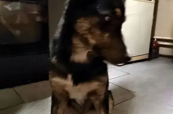 Найдена собака, Венёвское шоссе, 8Б