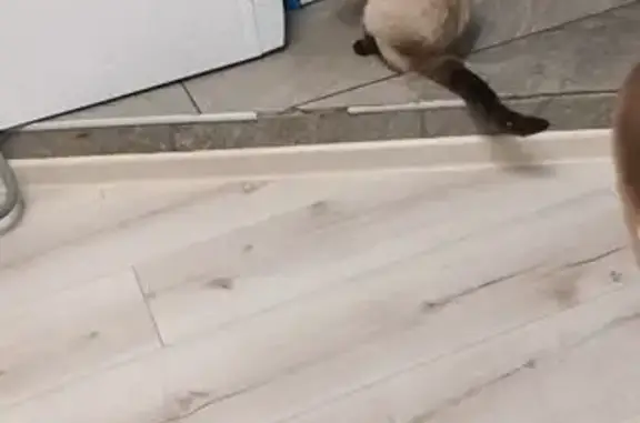 Кошки потеряшки, Гай, фото: Потеряшка сиамская кошка, ул. Коммунистическая