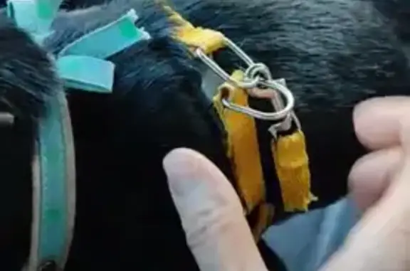 Найдена собака, Свердловская область, фото: Собака найдена в лесу, Екатеринбург