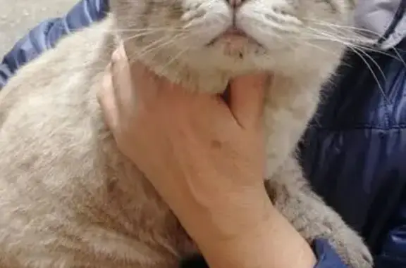 Найдена шотландская кошка, Тула, Горького 22