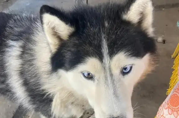 Собаки потеряшки, Миасс, фото: Потеряшка собака, Ильменская ул., Миасс