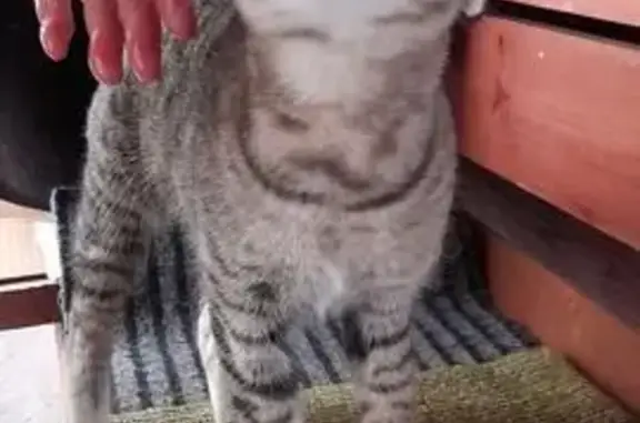 Найдена кошка, Кемерово, фото: Кошка найдена: Суховская 51, Кемерово