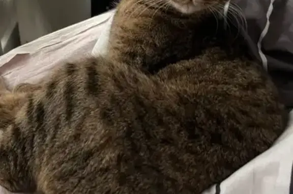 Кошки потеряшки, , фото: Потеряшка кошка, ул. Ленина, Ижевск.