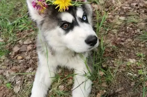 Пропала хаски Майя, Аксеново, МО