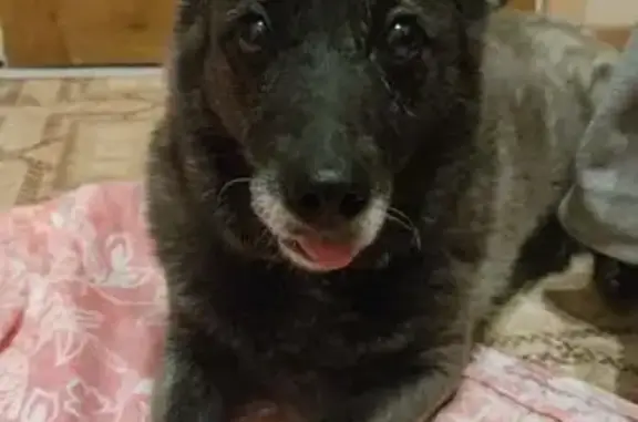 Найдена собака, Новосибирск, фото: Собака найдена, ул. Петухова 122/3, НСК