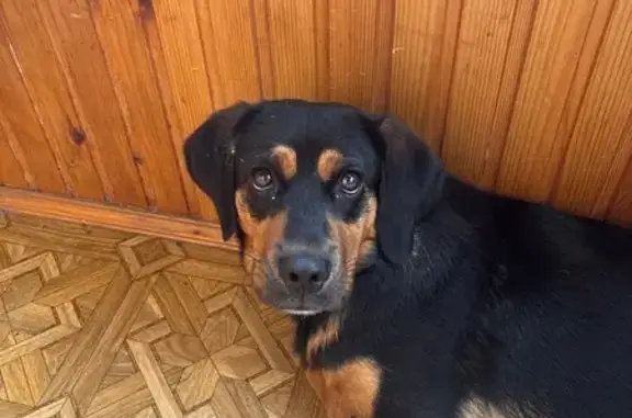 Найдена собака, Краснодар, фото: Собака найдена на Рашпилевской, 128