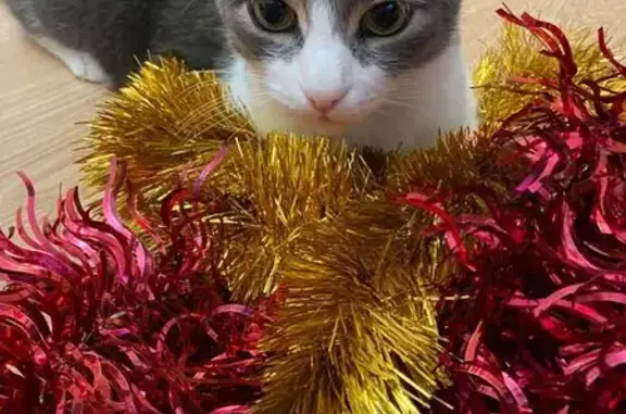 Кошки потеряшки, , фото: Потеряшка кошка, 1-й Сахалинский пр., 14