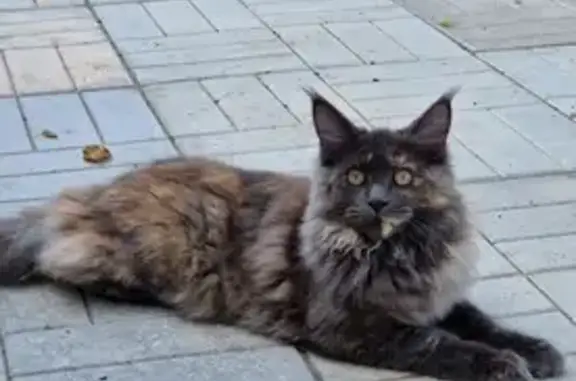 Пропала кошка, 20-я линия, 21, Отрадное