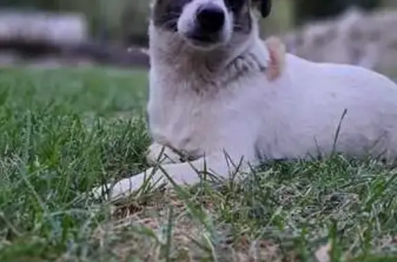 Пропал пес Майло, СНТ Папоротное, Центр.