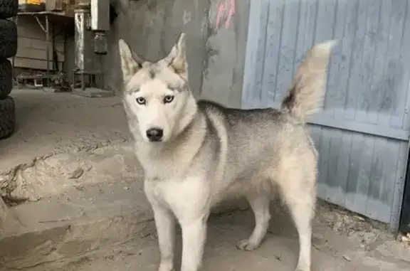 Собака найдена на ул. Дубровинского, Курск