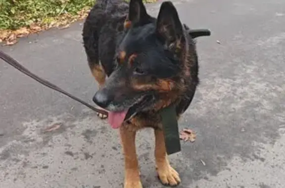 Найдена собака, Варшавское шоссе, Москва