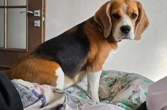 Собаки потеряшки, Свердловская область, фото: Потеряшка собака в Крутом, Свердловская обл.