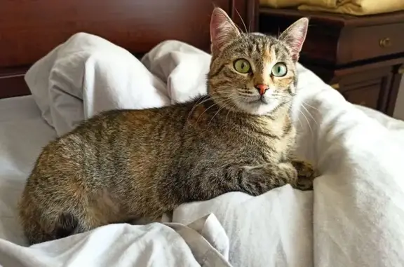 Пропала серая кошка, Осетинская 10