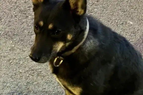 Найдена собака, Уфа, фото: Найдена собака, ул. Кирова 34, Уфа