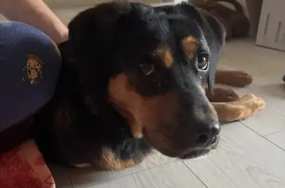 Найдена собака, Рашпилевская 128