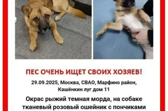 Найдена рыжая собака, ул. Кашёнкин Луг, 11