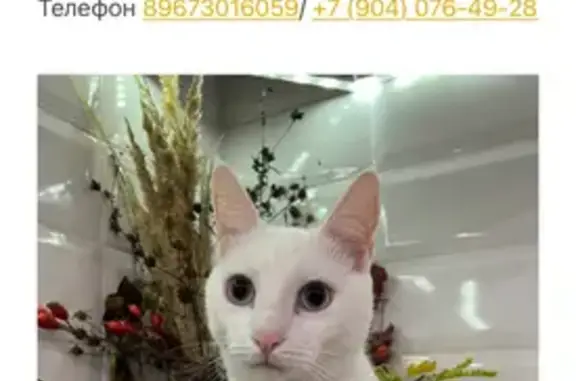 Кошки потеряшки, Краснодарский край, фото: Потеряшка белый кот, Войсковая ул., Краснодарский край