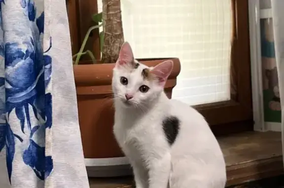 Кошки потеряшки, Нижний Новгород, фото: Потеряшка белая кошка, Столетова 3, НН