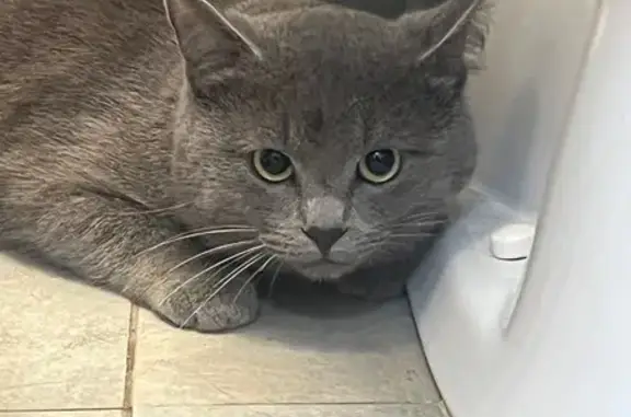 Кошка найдена: Московский проспект, 80