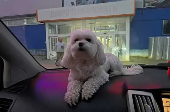 Пропала собака на Набережной, 29Г, Миасс