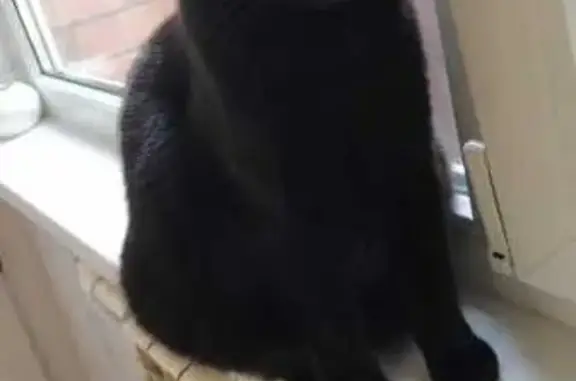 Пропала кошка, 1-я Западная, Таганрог