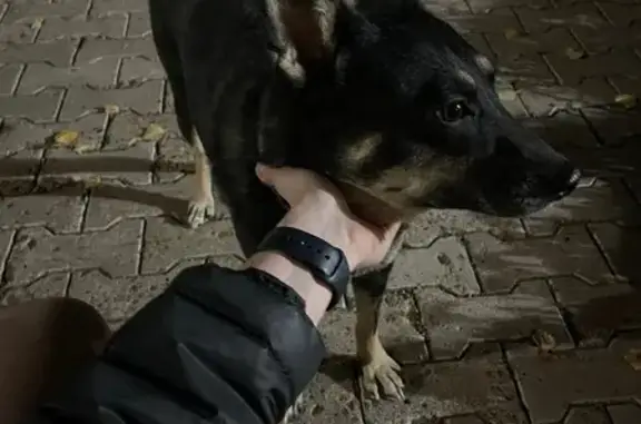 Найдена собака, , фото: Найдена собака, Уфа, Башкортостан