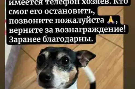 Собаки потеряшки, Калининградская область, фото: Потеряшка собака в Балтийске, Калининградская обл.