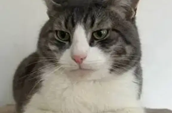 Пропала кошка, ул. Венцека 42, Самара