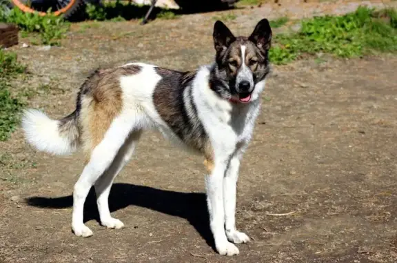 Собаки потеряшки, Екатеринбург, фото: Потеряшка собака Харди, ул. Народной Воли