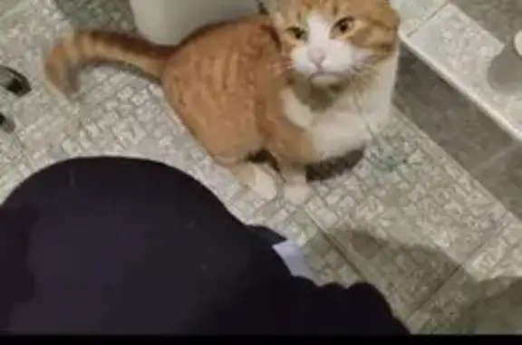 Объявления о пропавших и найденных животных, Нижний Новгород, фото: Пропала кошка, 4-й проезд, 409, НН