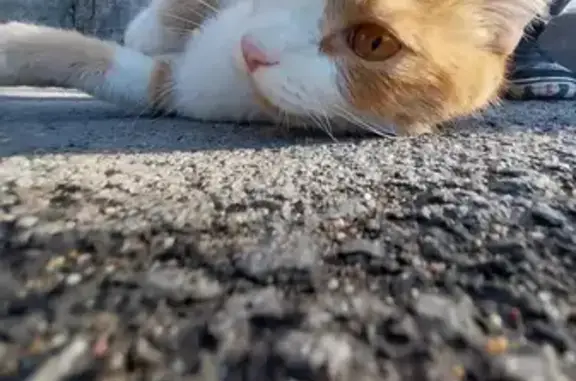 Кошки потеряшки, , фото: Потеряшка кошка, Кирпичная ул. 18, Караганда