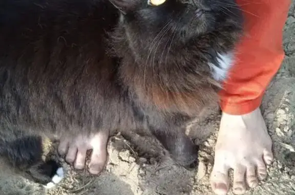 Кошки потеряшки, Ленинградская область, фото: Потеряшка кошка в лесу, Токсово, Ленобласть