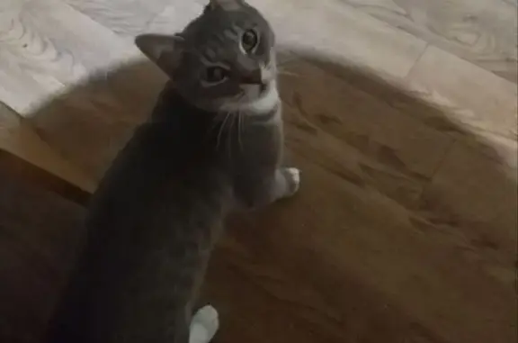 Пропала кошка, Молодёжная 4, Гусино